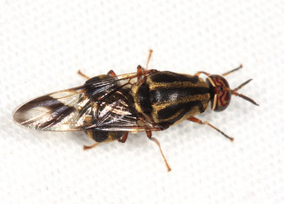 Stratiomyidae - Artemita cf. hieroglyphica