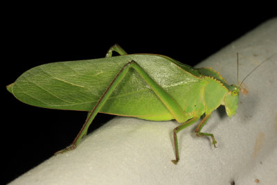 Honduras Tettigoniidae (katydids)