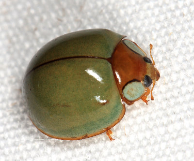 Honduras Coccinellidae (lady beetles)