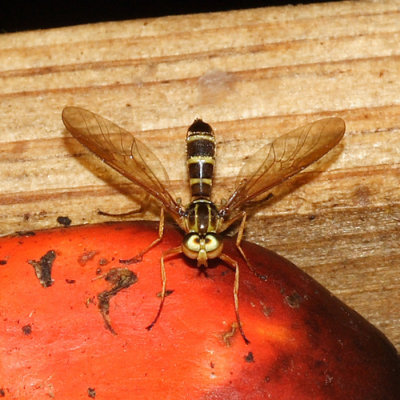 Stratiomyidae - Ptecticus sp.