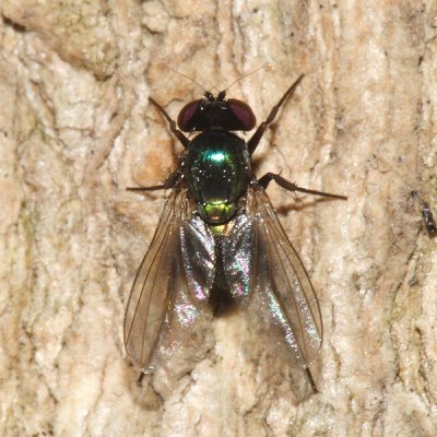 Dolichopodidae