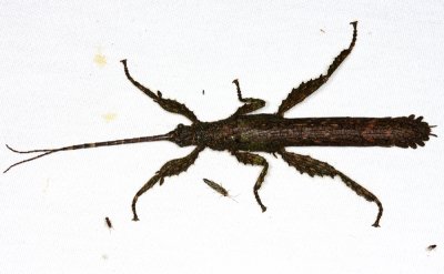 Stick Insect - Phasmida - Prisopus sp.
