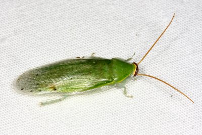 Green Banana Cockroach - Panchlora nivea