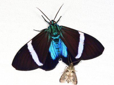 Hypocrita Tiger Moth - Hypocrita albimacula