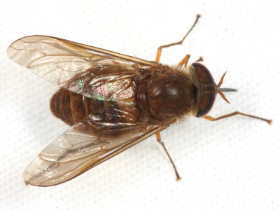 Tabanidae - Scione cf. maculipennis