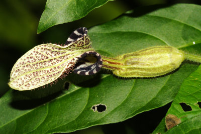 Papo-de-peru - Aristolochia sp.