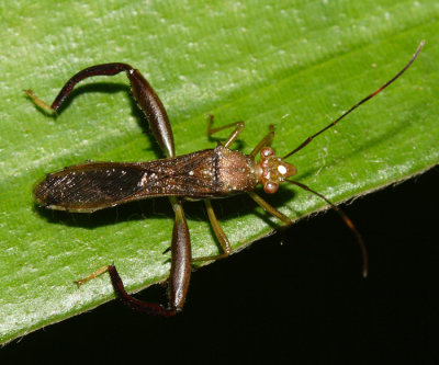 Alydidae - Hyalymenus sp.