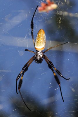 Golden Silk Orb Weaver - Trichonephila clavipes