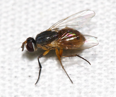 Muscidae - Atherigona sp.