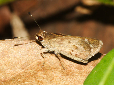 Common Brown-Skipper - Callimormus saturnus