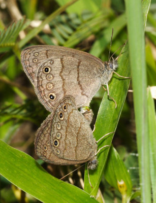 Carolina Satyr - Hermeuptychia sosybius