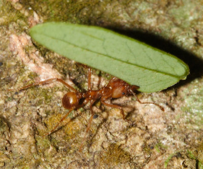 Atta cephalotes