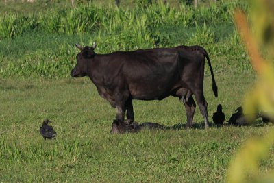 Cow & newborn calf with Black Vultures - Coragyps atratus