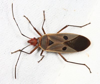 Pyrrhocoridae - Dysdercus sp.