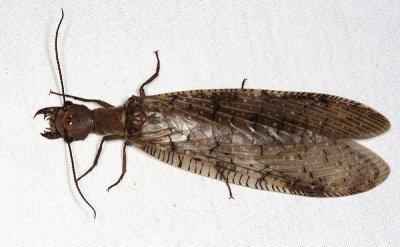 Pale Dobsonfly - Corydalus luteus