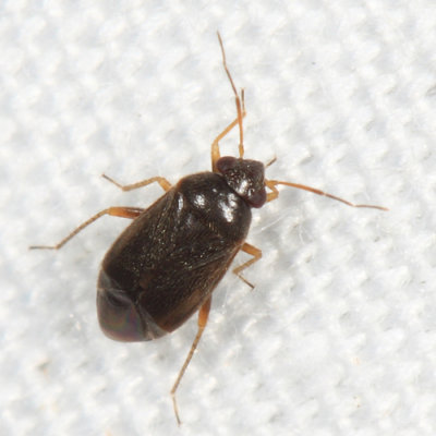 Phylinae