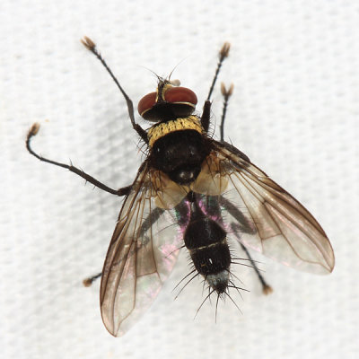 Tachinidae - tribe Blondeliini