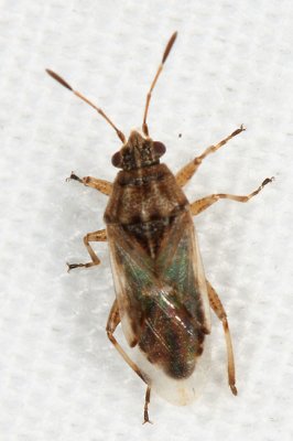 Lygaeidae - Orsilinae
