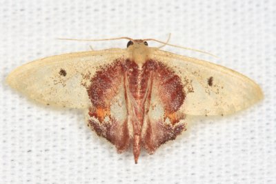 Idaea rosinaria