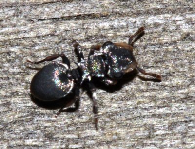 Cephalotes minutus