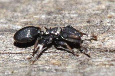 Cephalotes scutulatus