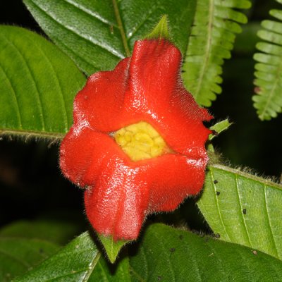 Hot Lips Flower - Psychotria poeppigiana