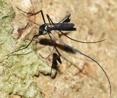 Sabethes cyaneus