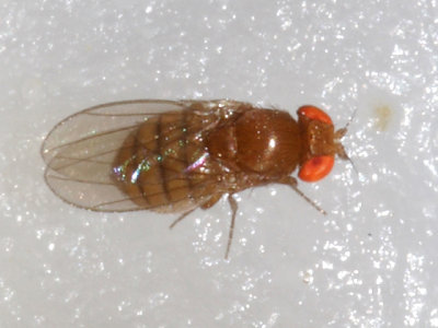 Drosophila