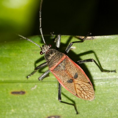 Mexican Bordered Plant Bug - Largus maculatus