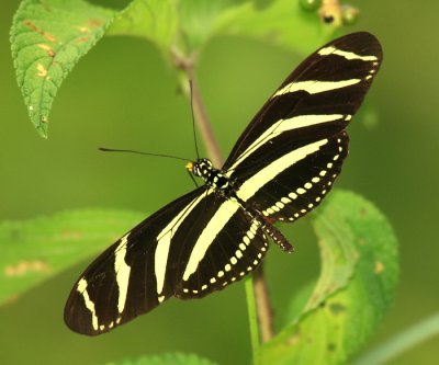 Zebra Heliconian - Heliconius charithonia