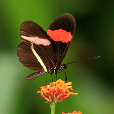 Erata Heliconian - Heliconius erato