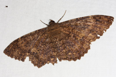 Marbled Witch - Letis orcynia  