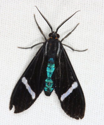 Hypocrita Tiger Moth - Hypocrita albimacula