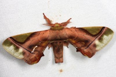 Bombycid Moth - Epia muscosa