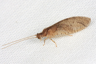 Brown Lacewing - Hemerobiidae