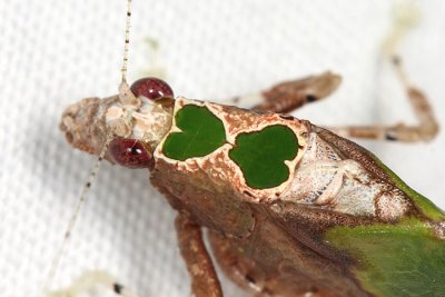 Leaf Mimic Katydid - Pycnopalpa bicordata