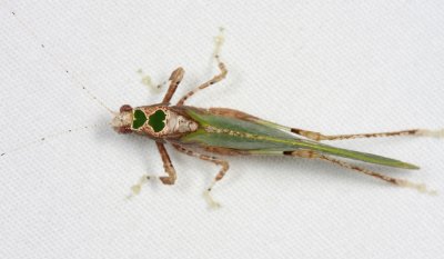 Leaf Mimic Katydid - Pycnopalpa bicordata