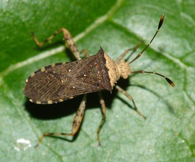 Zicca taeniola