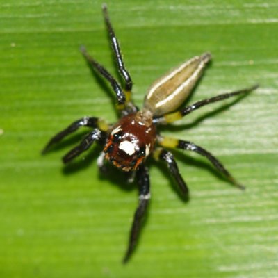 Sylvan Jumping Spider - Colonus sylvanus