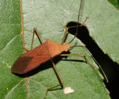 Flag-footed Bug - Anisoscelis affinis (hind legs are missing)