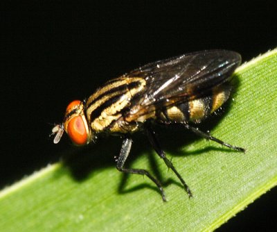 Sarcophagidae