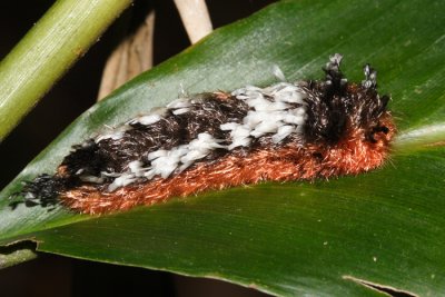 Shag-carpet Caterpillar - Prothysana felderi