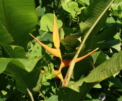  Expanded Lobsterclaw - Heliconia latispatha 
