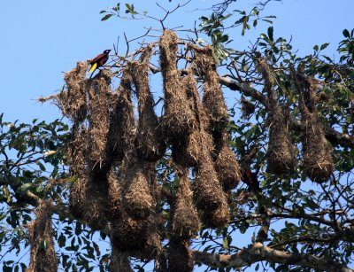 Montezuma Oropendola - Psarocolius montezuma (nests)