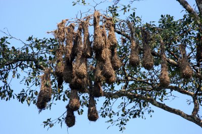 Montezuma Oropendola - Psarocolius montezuma (nests)