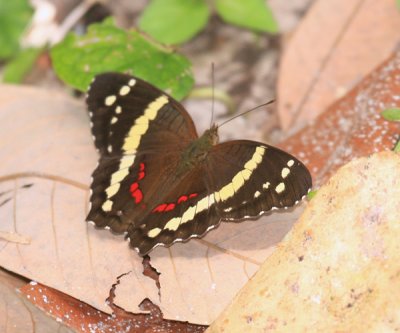 Banded Peacock - Anartia fatima