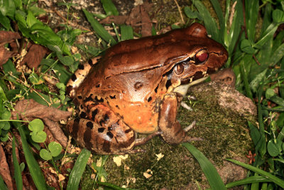 Honduras Reptiles & Amphibians