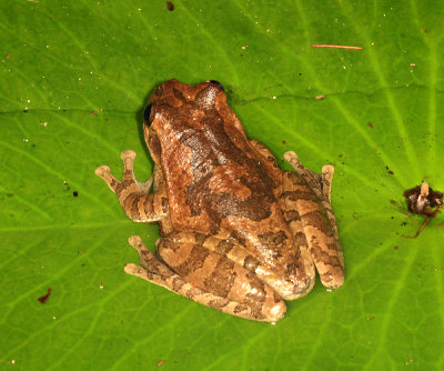 Common Mexican Tree Frog - Smilisca baudinii