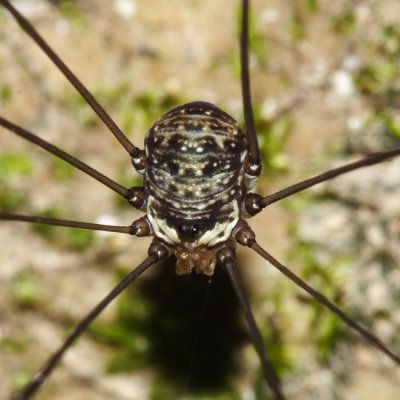 Sclerosomatidae