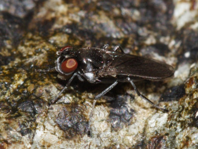 Ephydridae